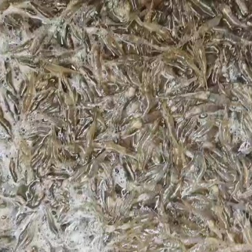 河虾大量有货，只能冻板和冰鲜