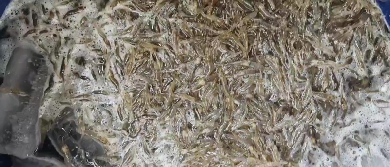 河虾大量有货，只能冻板和冰鲜