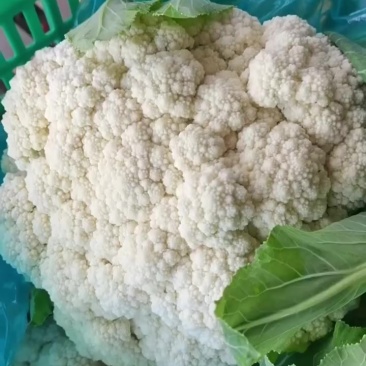 南通精品花菜，产地直发量大从优欢迎来电咨询！