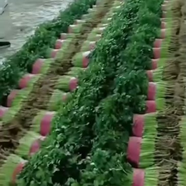 铁杆青香菜，量大质优，价格美丽，代收代发全国各地。