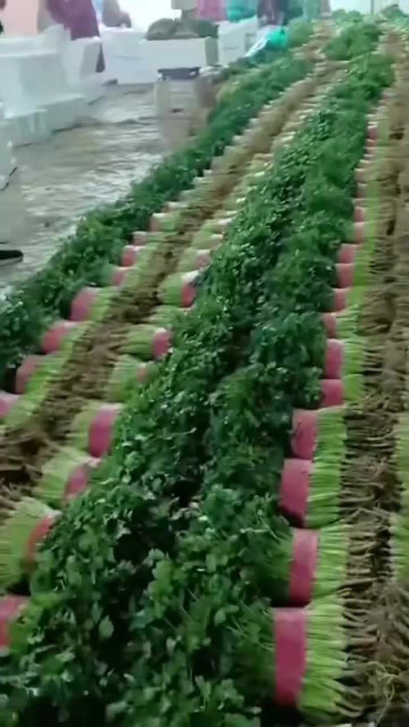 铁杆青香菜，量大质优，价格美丽，代收代发全国各地。