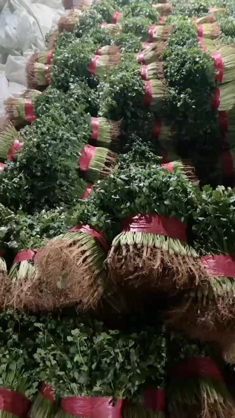 铁杆青香菜，量大质优，价格美丽，代收代发全国各地。