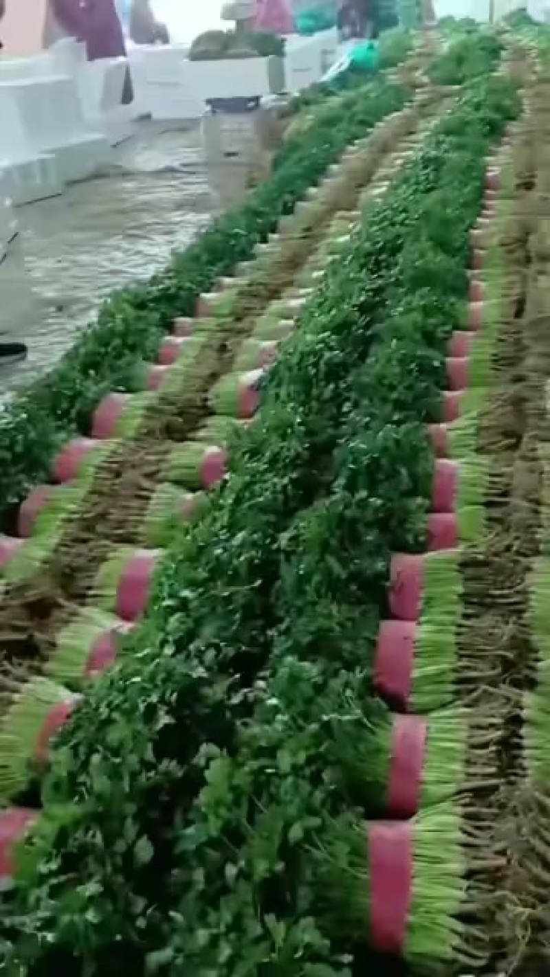 铁杆青香菜，量大质优，价格美丽，代收代发全国各地。