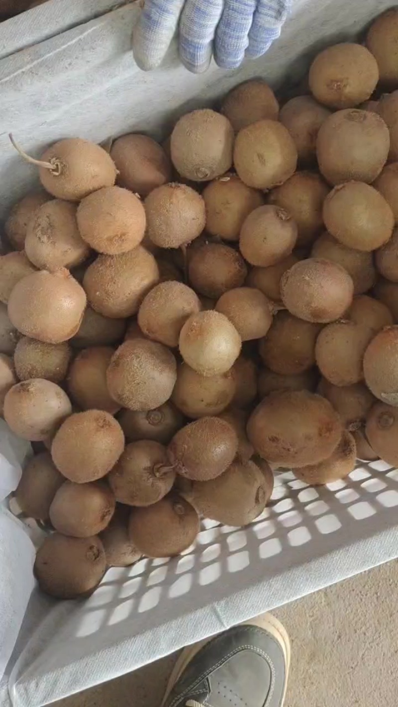 周至猕猴桃