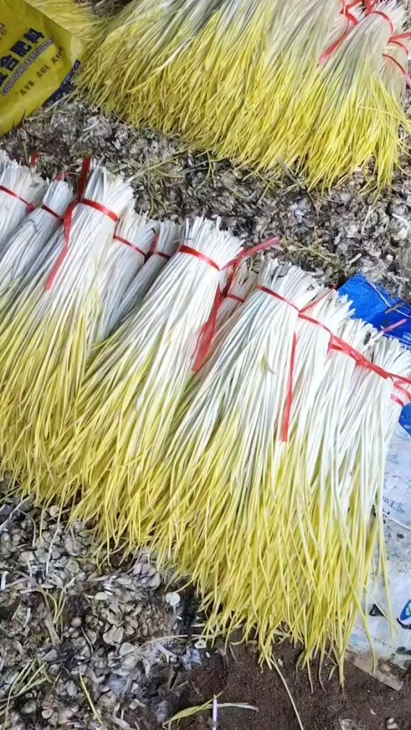大掉价，棚头现割，质优价廉适合各大市场电商平台