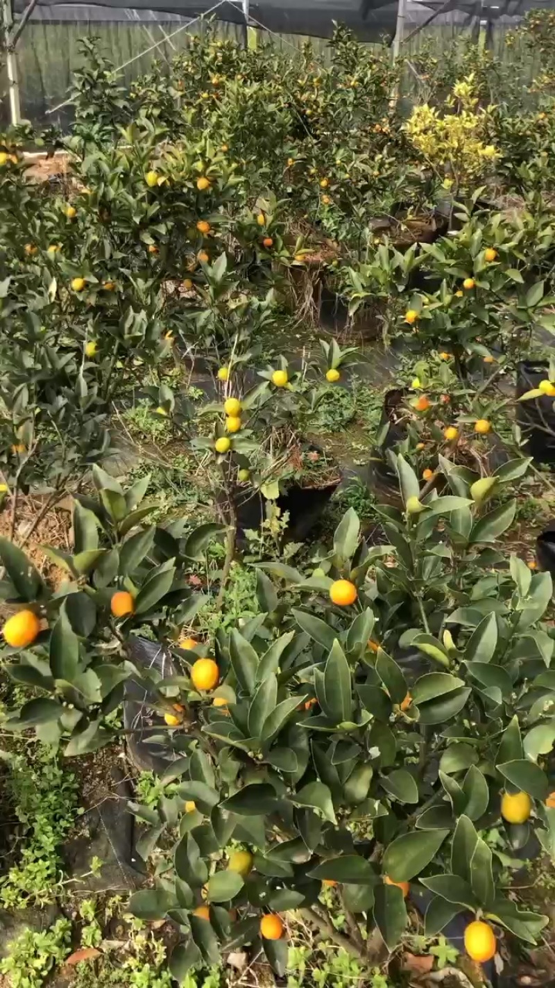 脆皮金桔树大量有售，需要的老板可联系