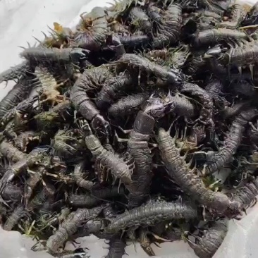 我这里大量出售水蜈蚣。长期有货供应。一年可以供货1万斤以