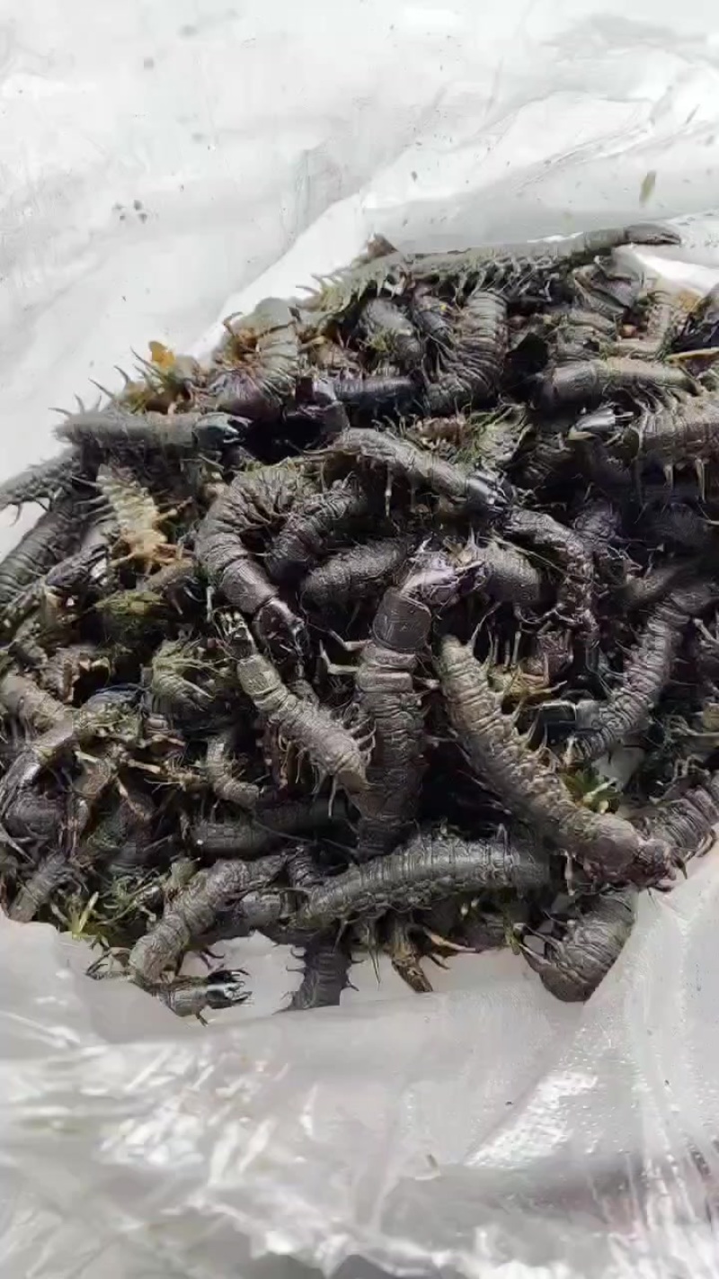 我这里大量出售水蜈蚣。长期有货供应。一年可以供货1万斤以