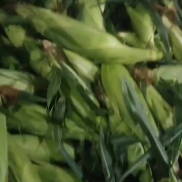 云南德宏双色玉米大量上市成千上万亩地农户种植现货货量充