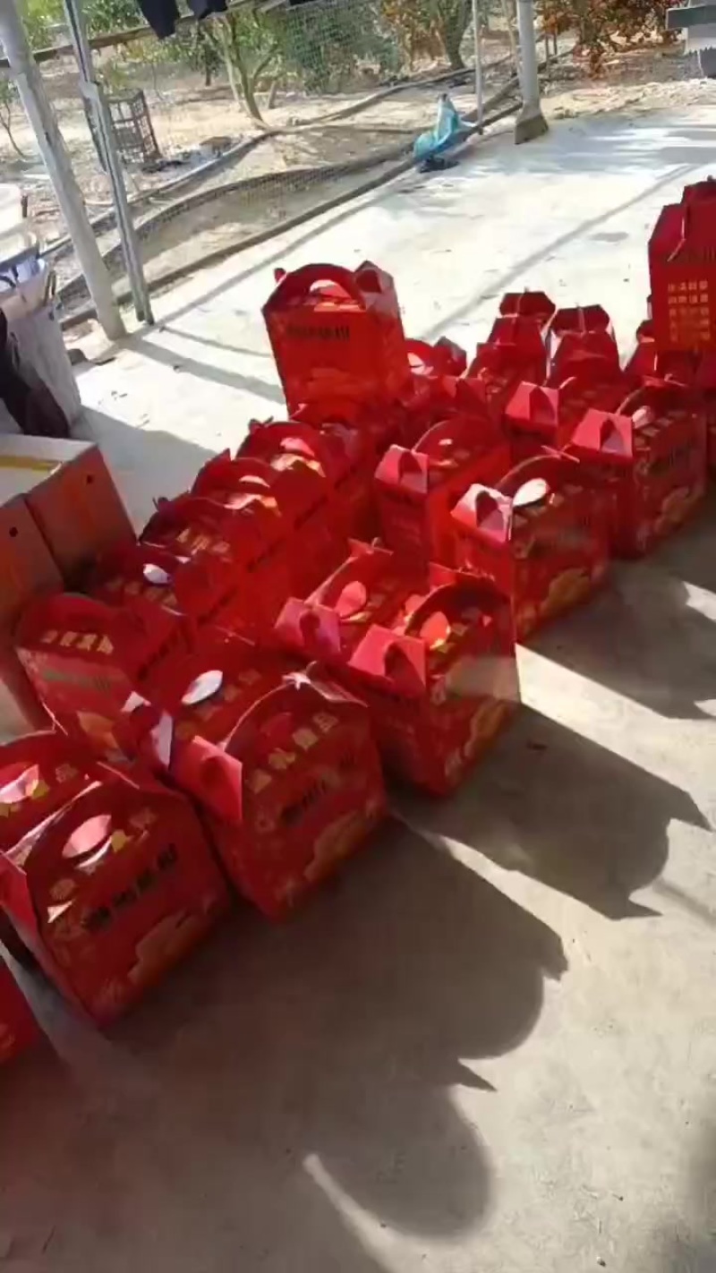 潮州柑