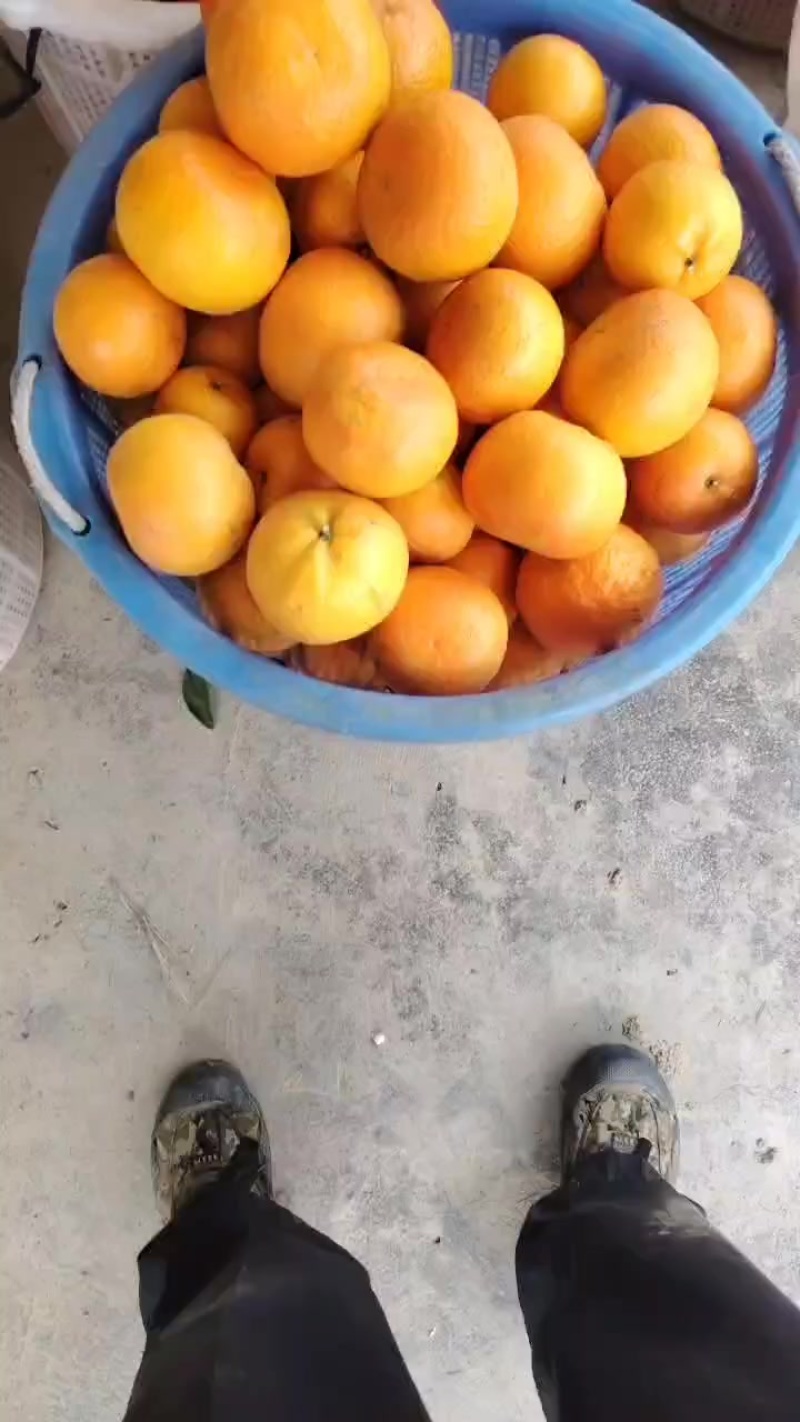 潮州柑