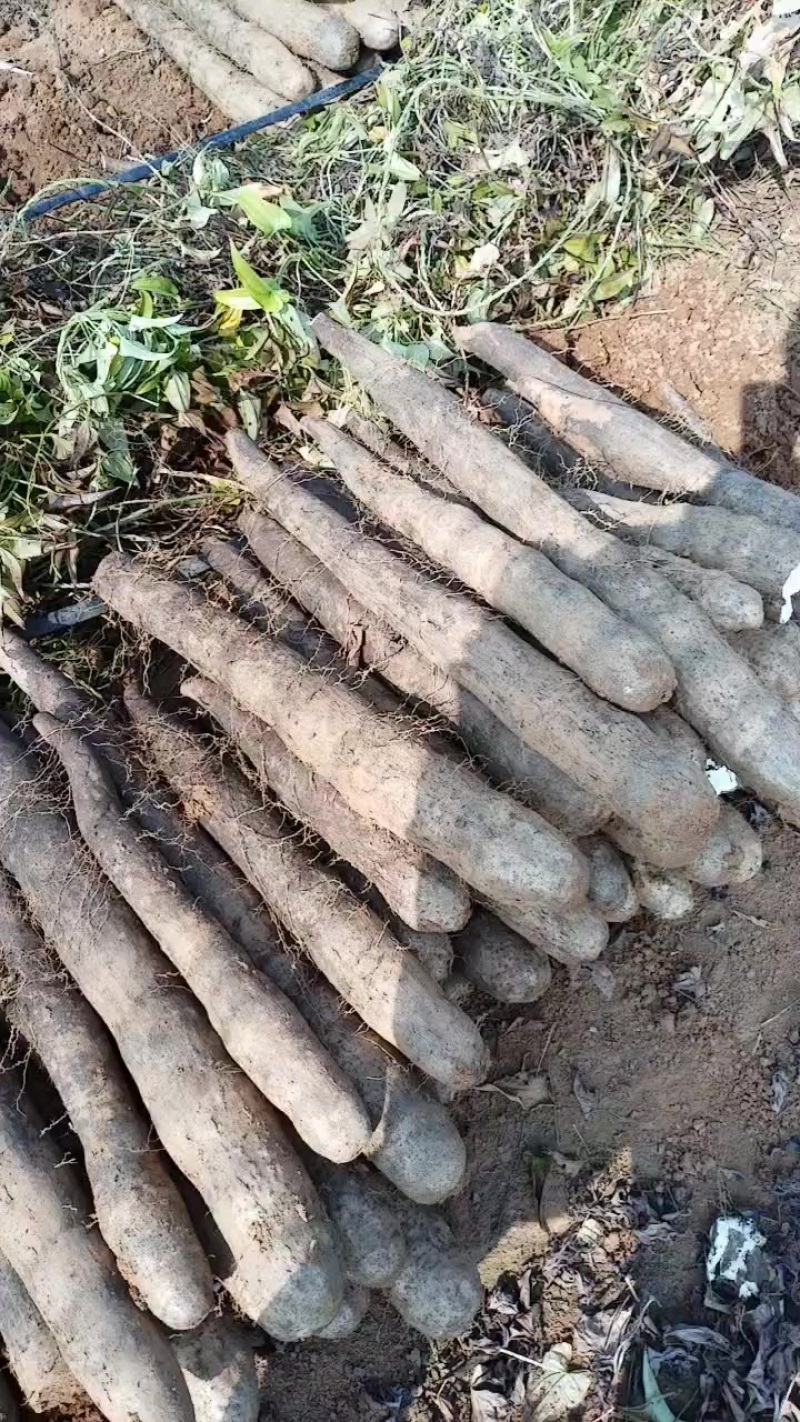 广西黑鬼山药，产地直发，价钱优惠