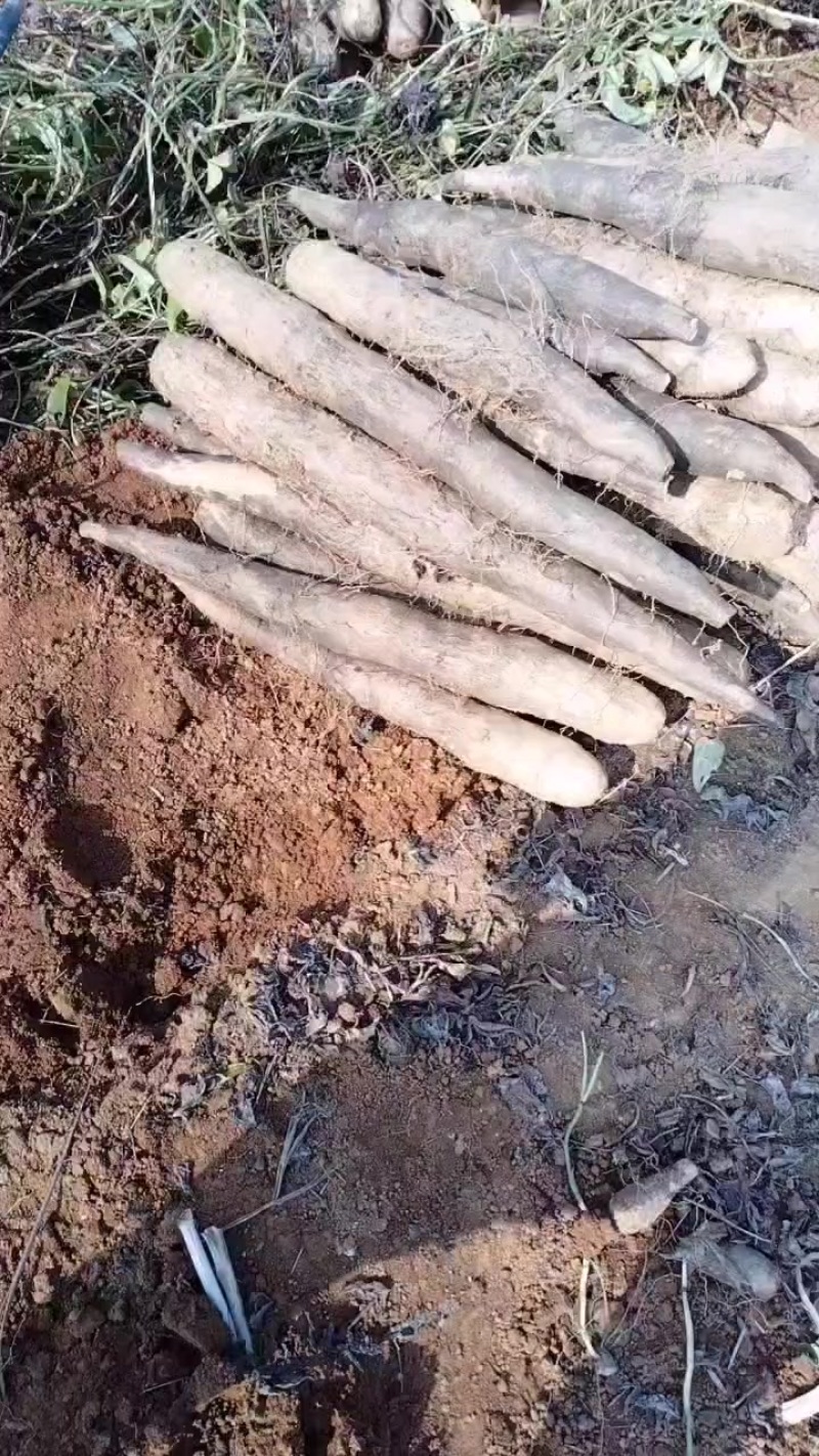 广西黑鬼山药，产地直发，价钱优惠