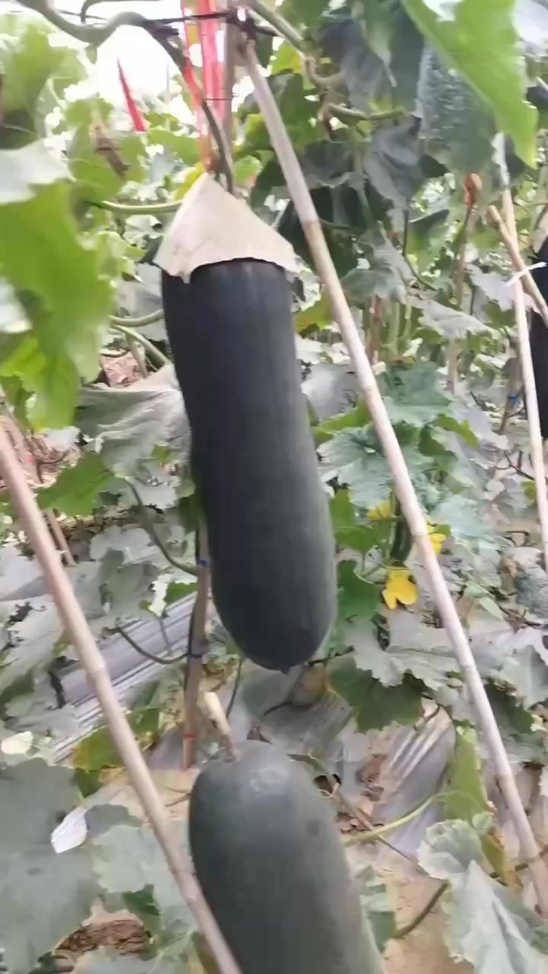 吊东瓜