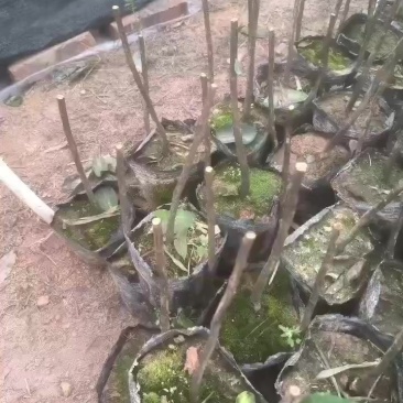 茶花