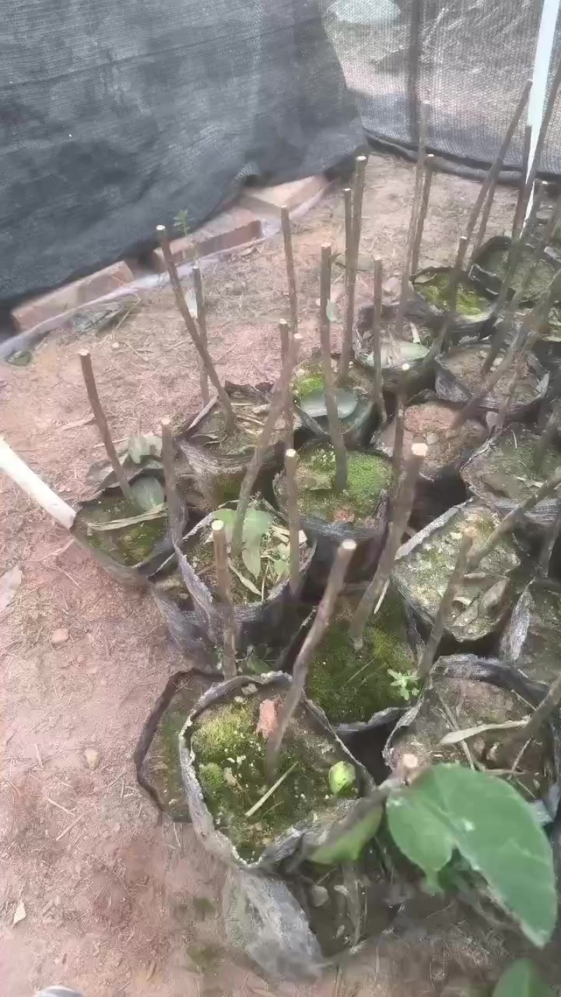 茶花