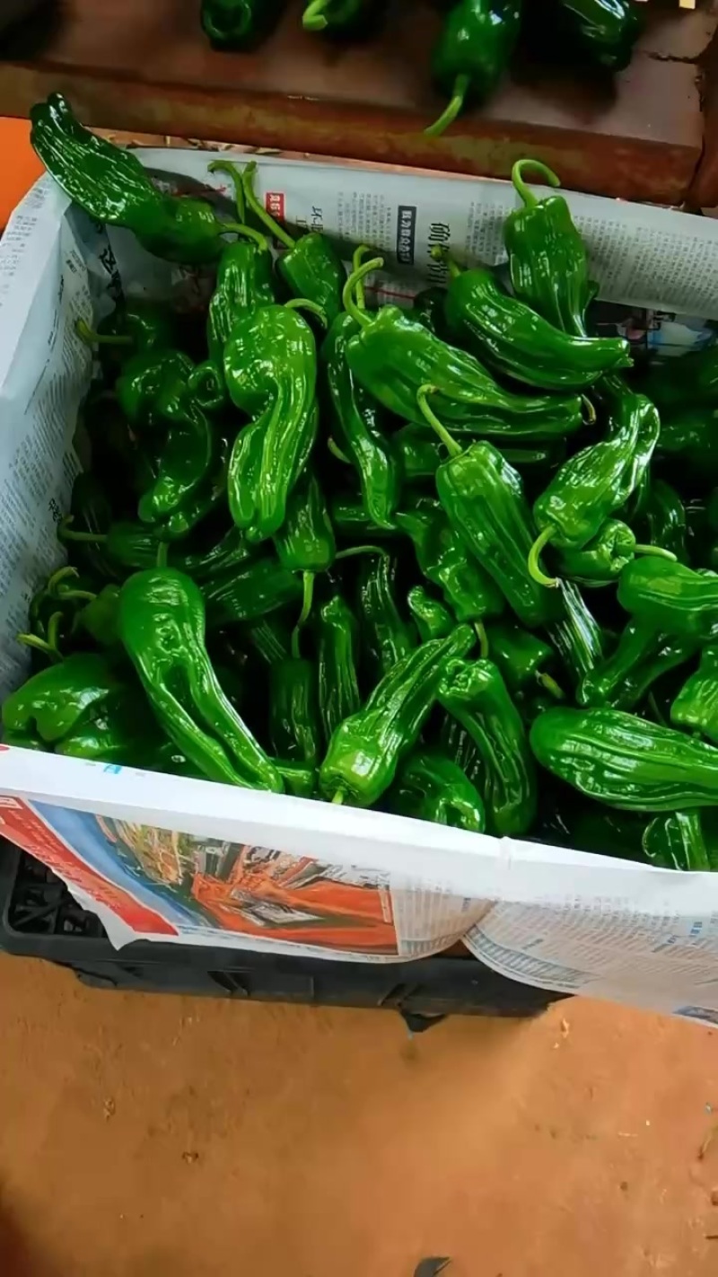 鲜辣椒