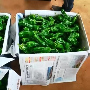 鲜辣椒
