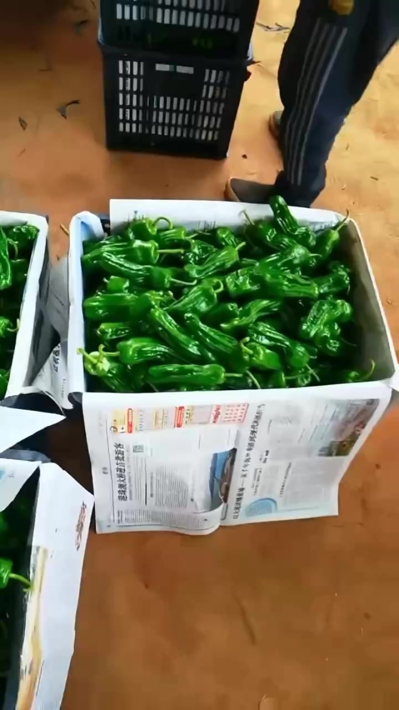鲜辣椒