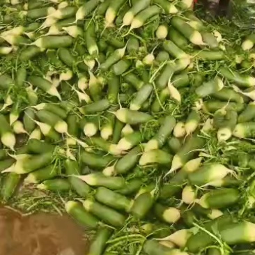新鲜萝卜，脆嫩可口，营养丰富，健康美味，尽在您的餐桌！