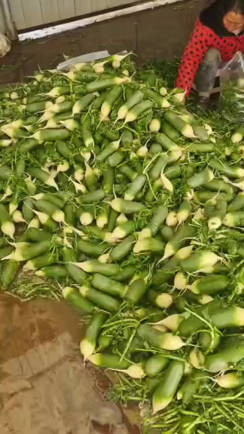 新鲜萝卜，脆嫩可口，营养丰富，健康美味，尽在您的餐桌！