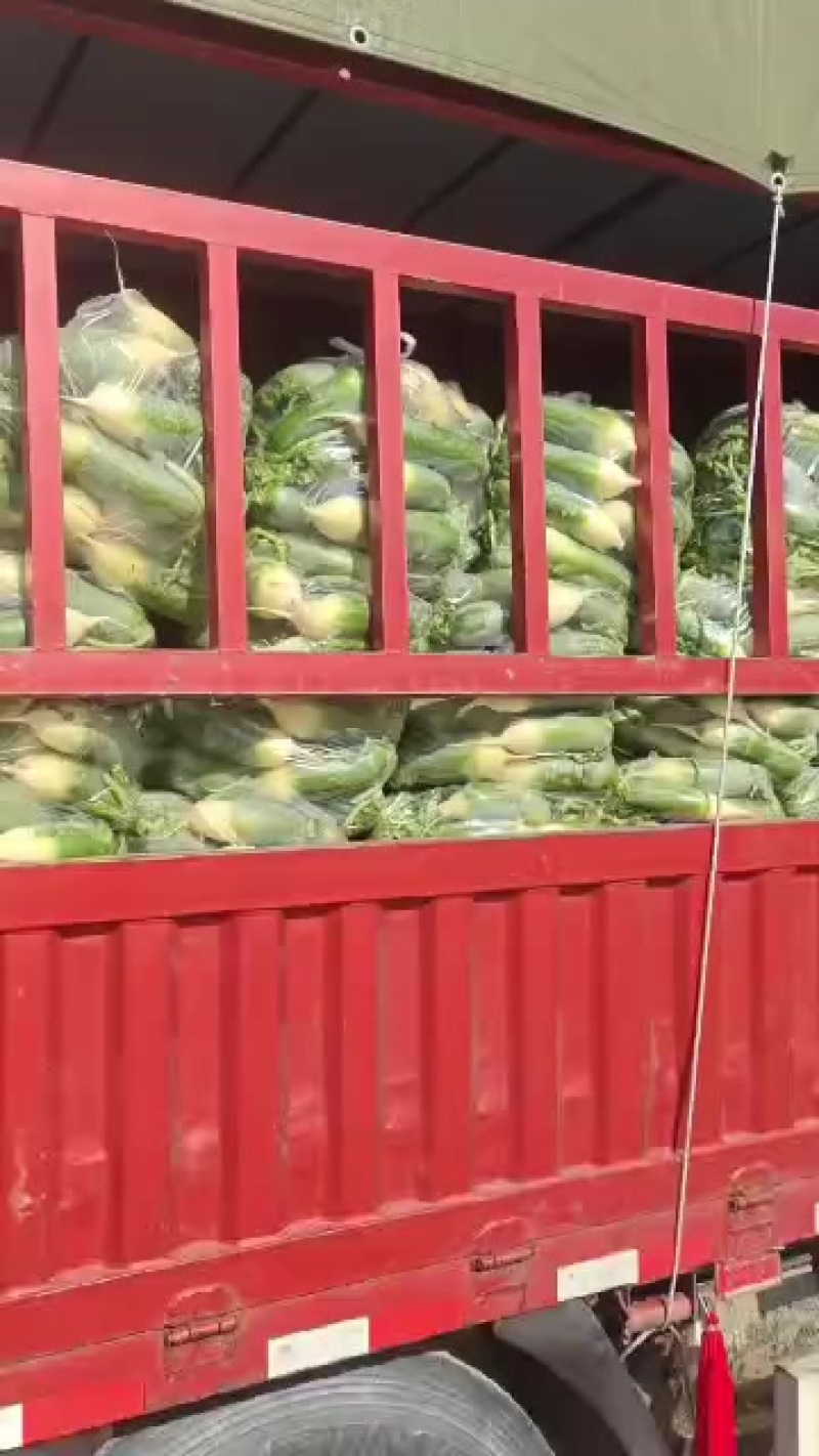新鲜萝卜，脆嫩可口，营养丰富，健康美味，尽在您的餐桌！