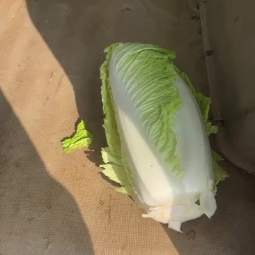 大白菜