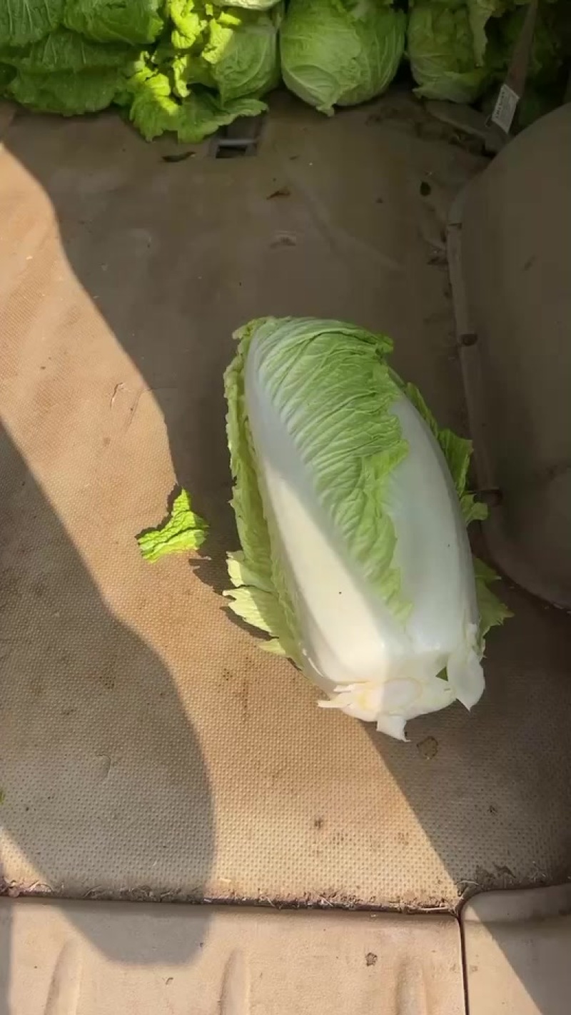 大白菜