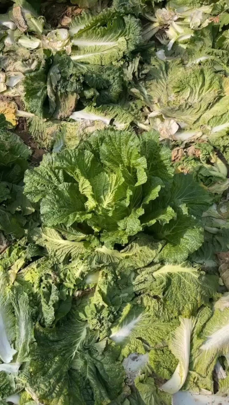 大白菜