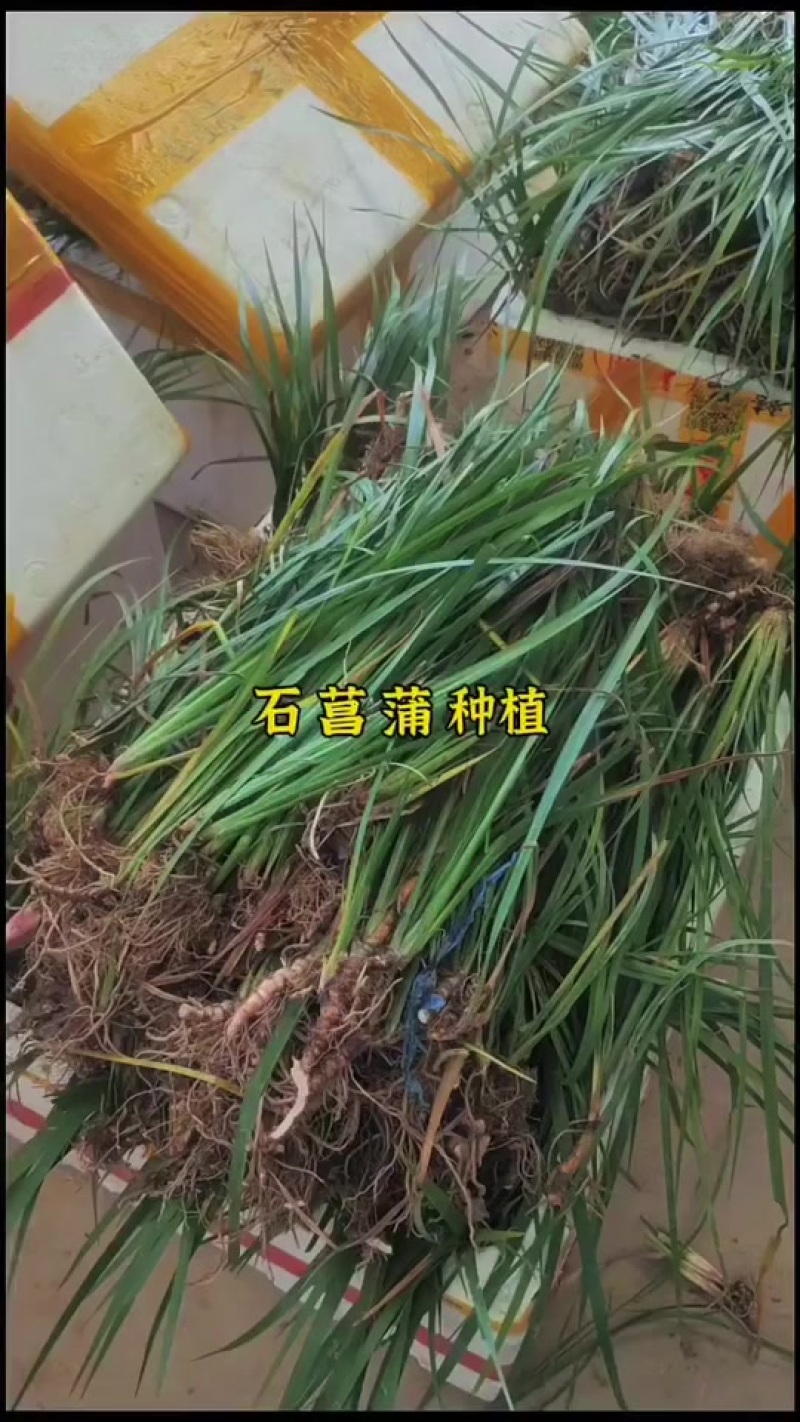 石菖蒲