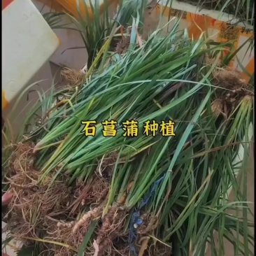 石菖蒲