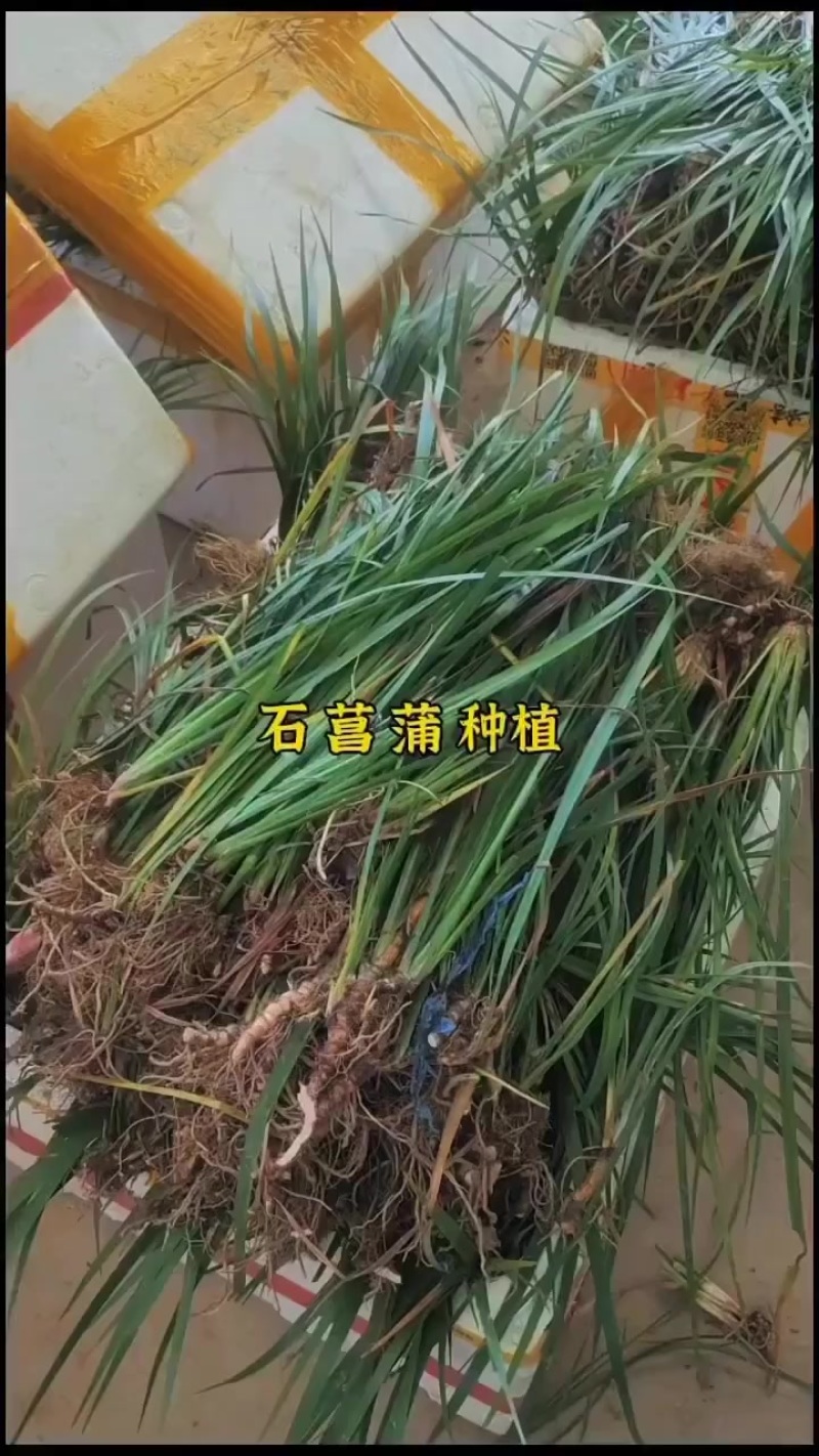 石菖蒲