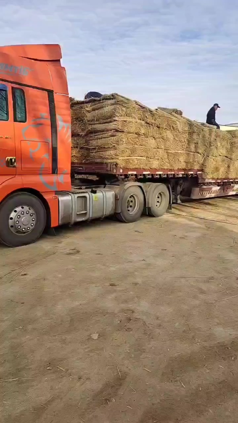 1-2宽草帘
