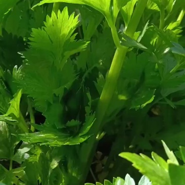 皇后芹菜