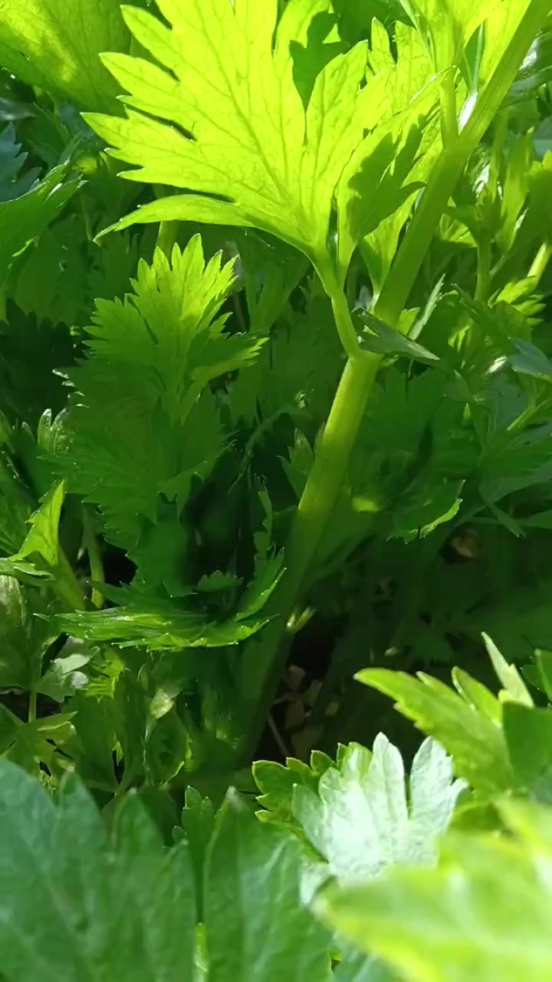 皇后芹菜
