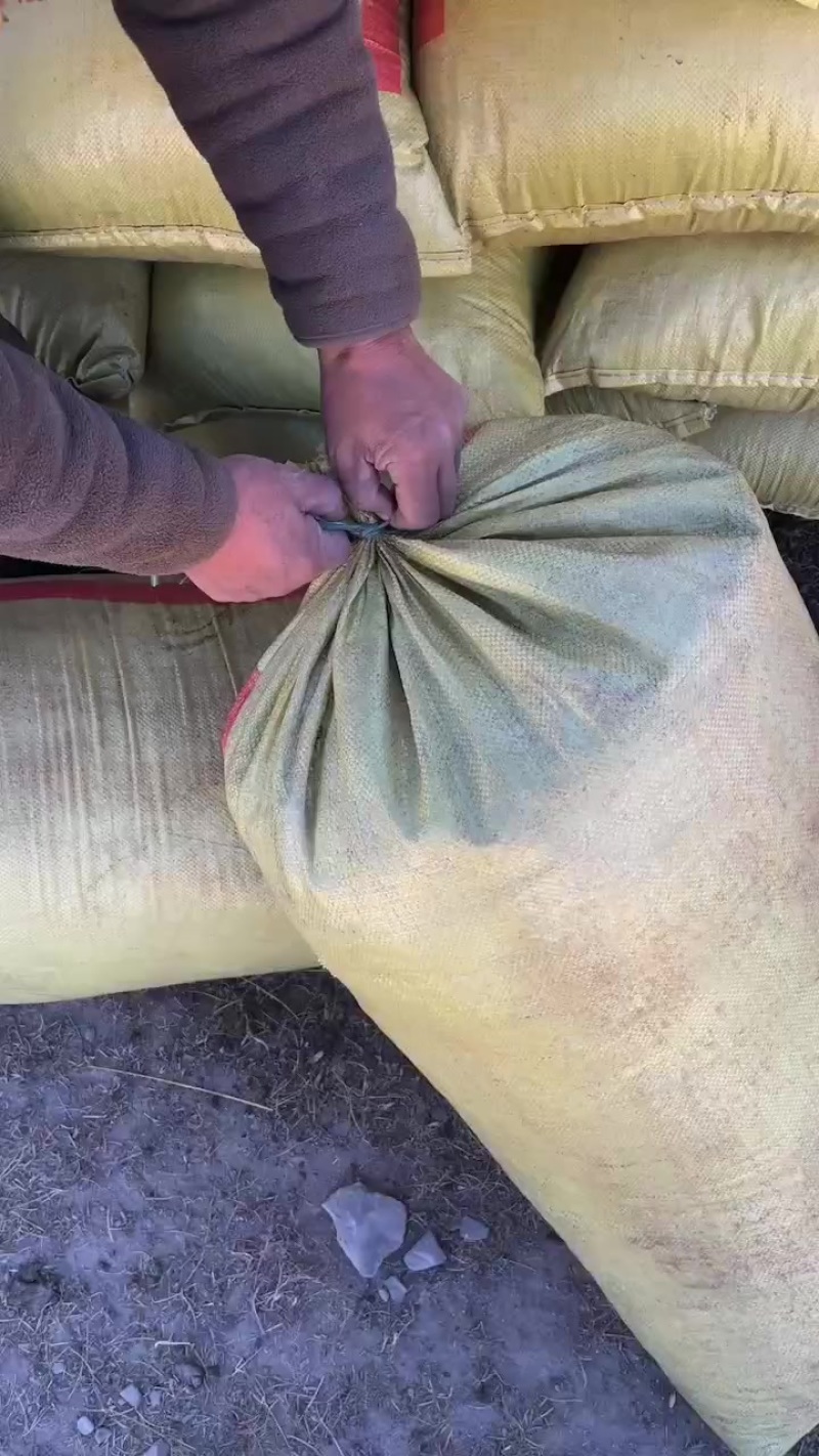 纯羊粪