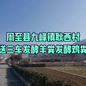 甘肃环县发酵羊粪
