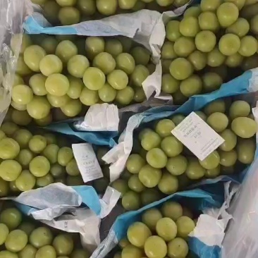 库存阳光玫瑰大量出货