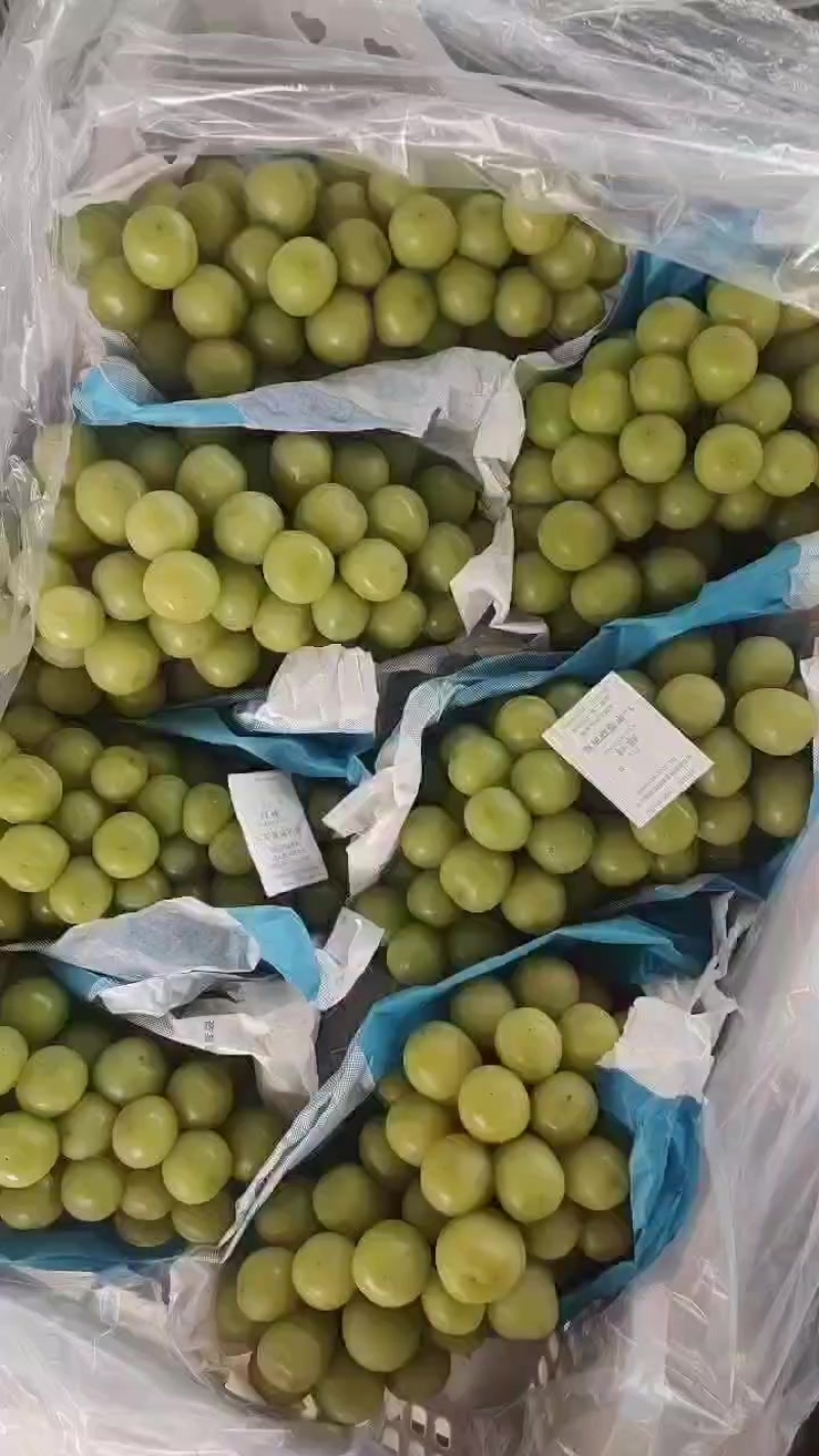 库存阳光玫瑰大量出货