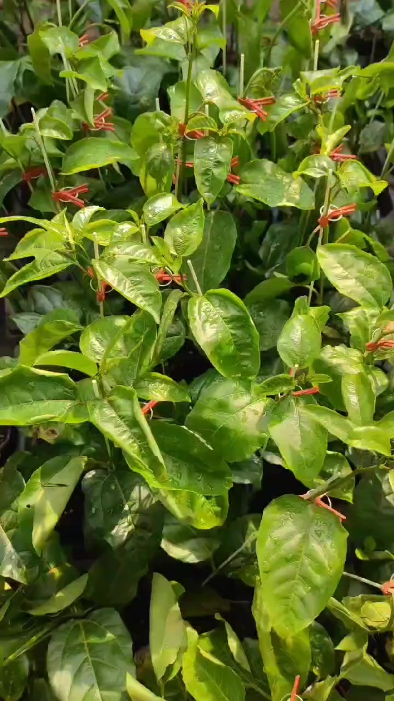 黄金百香果苗场地