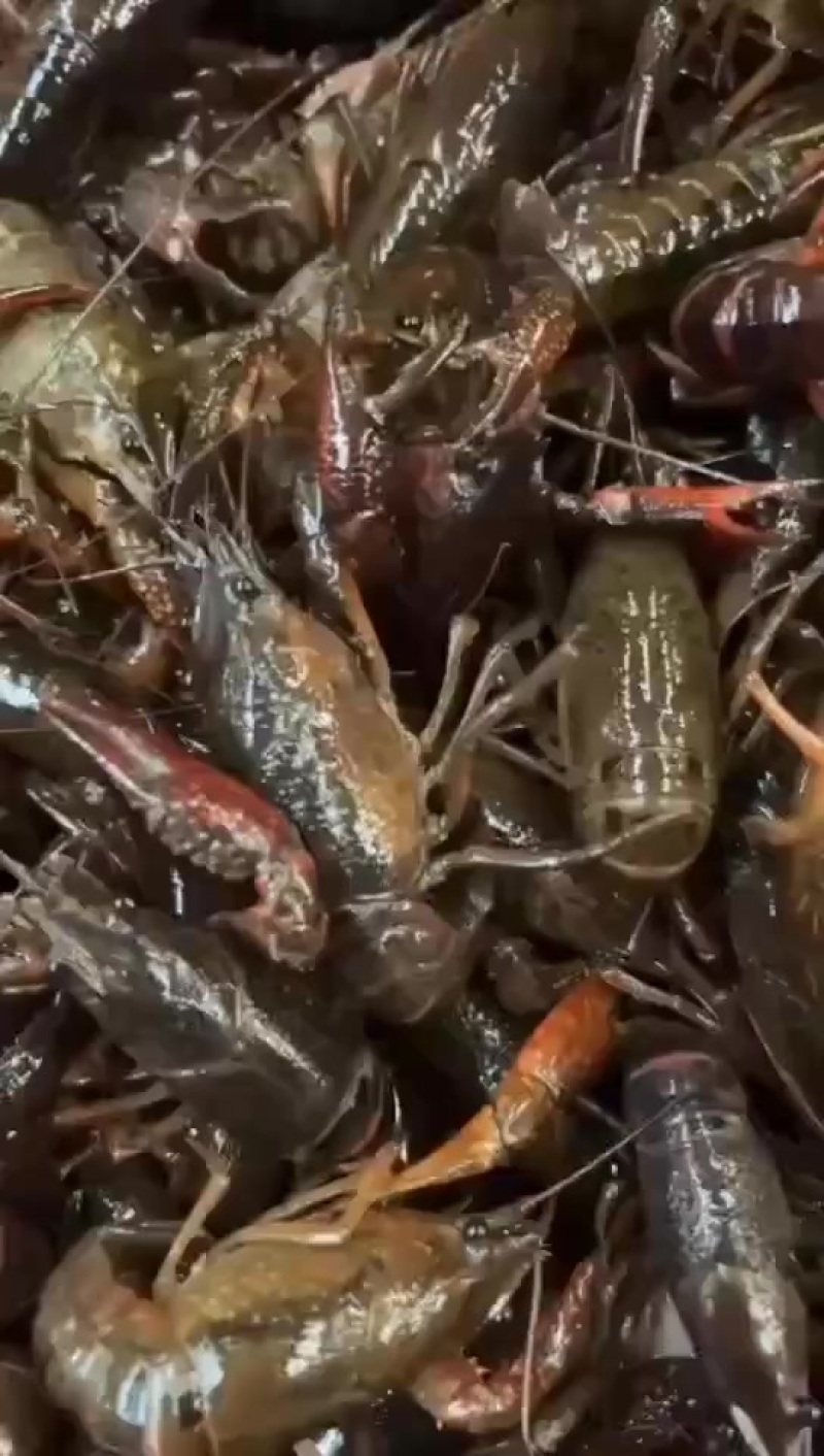 小龙虾