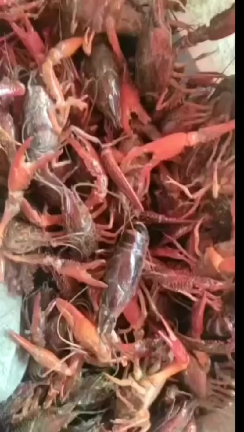 小龙虾
