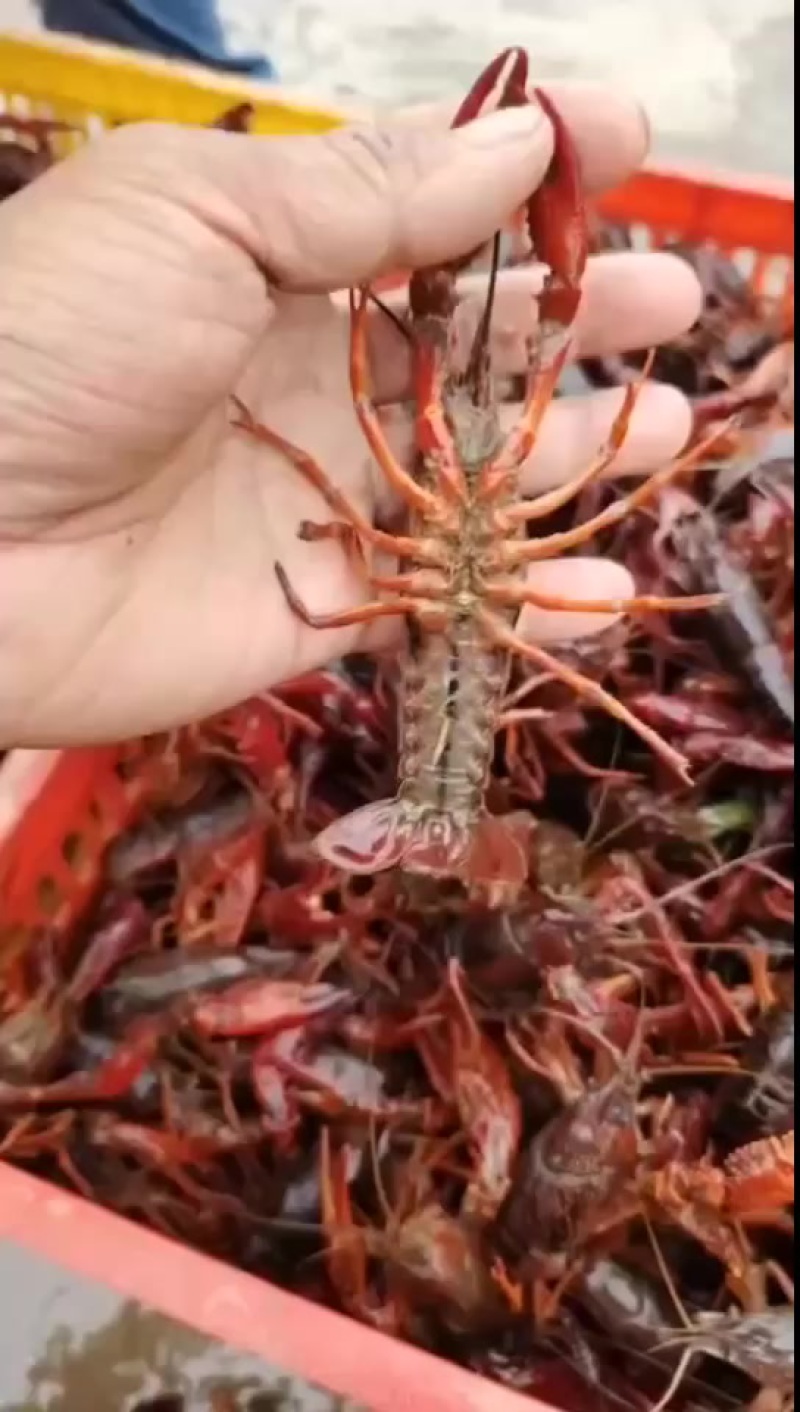小龙虾