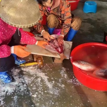 红鱼干，本码头特产