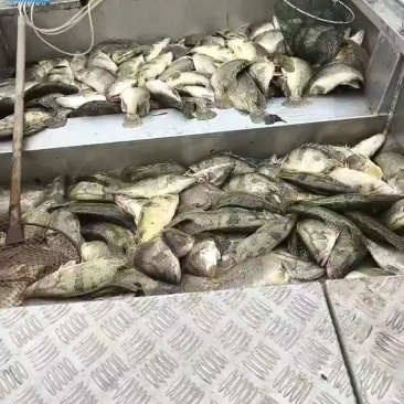 鳜鱼