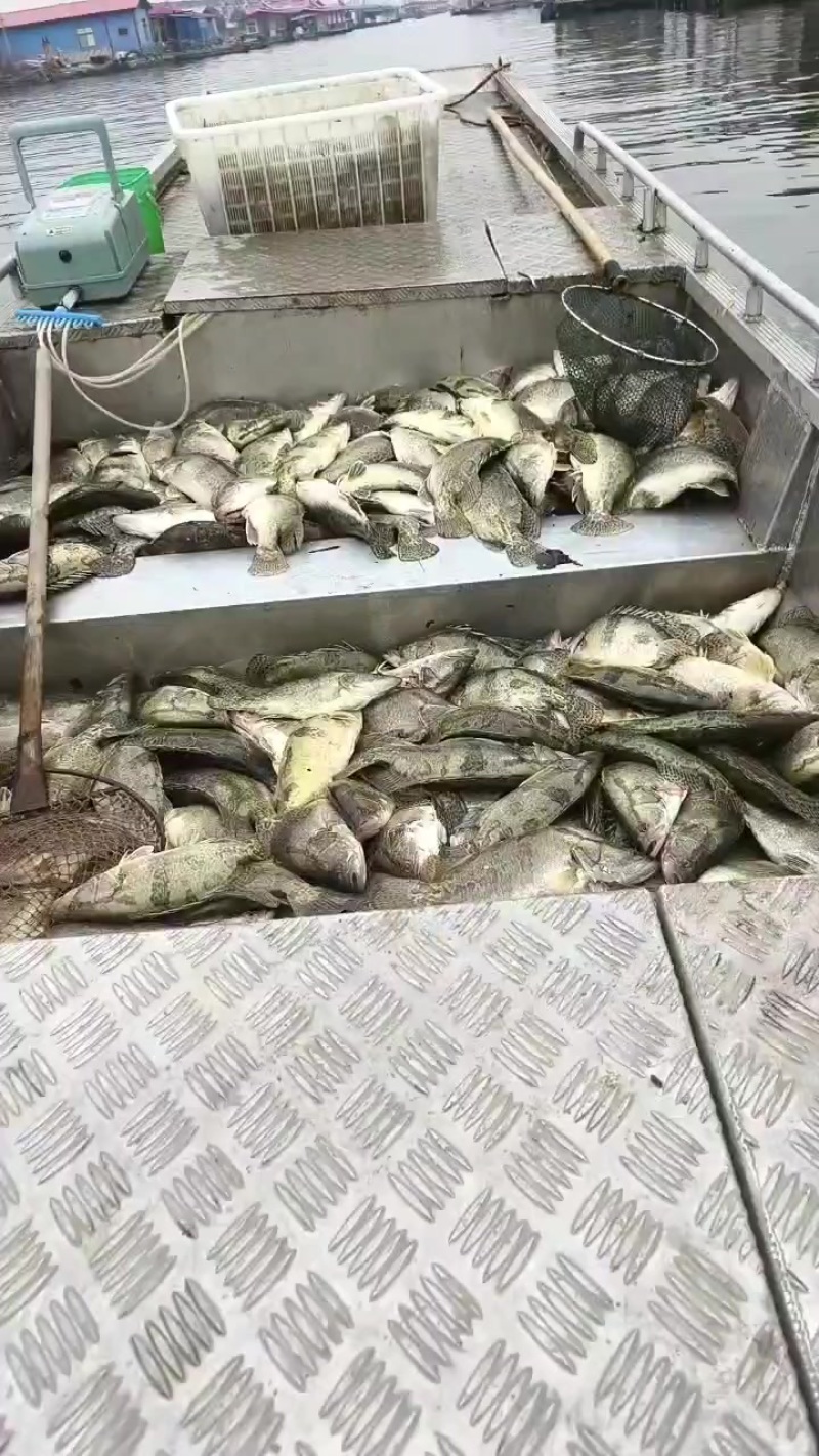 鳜鱼