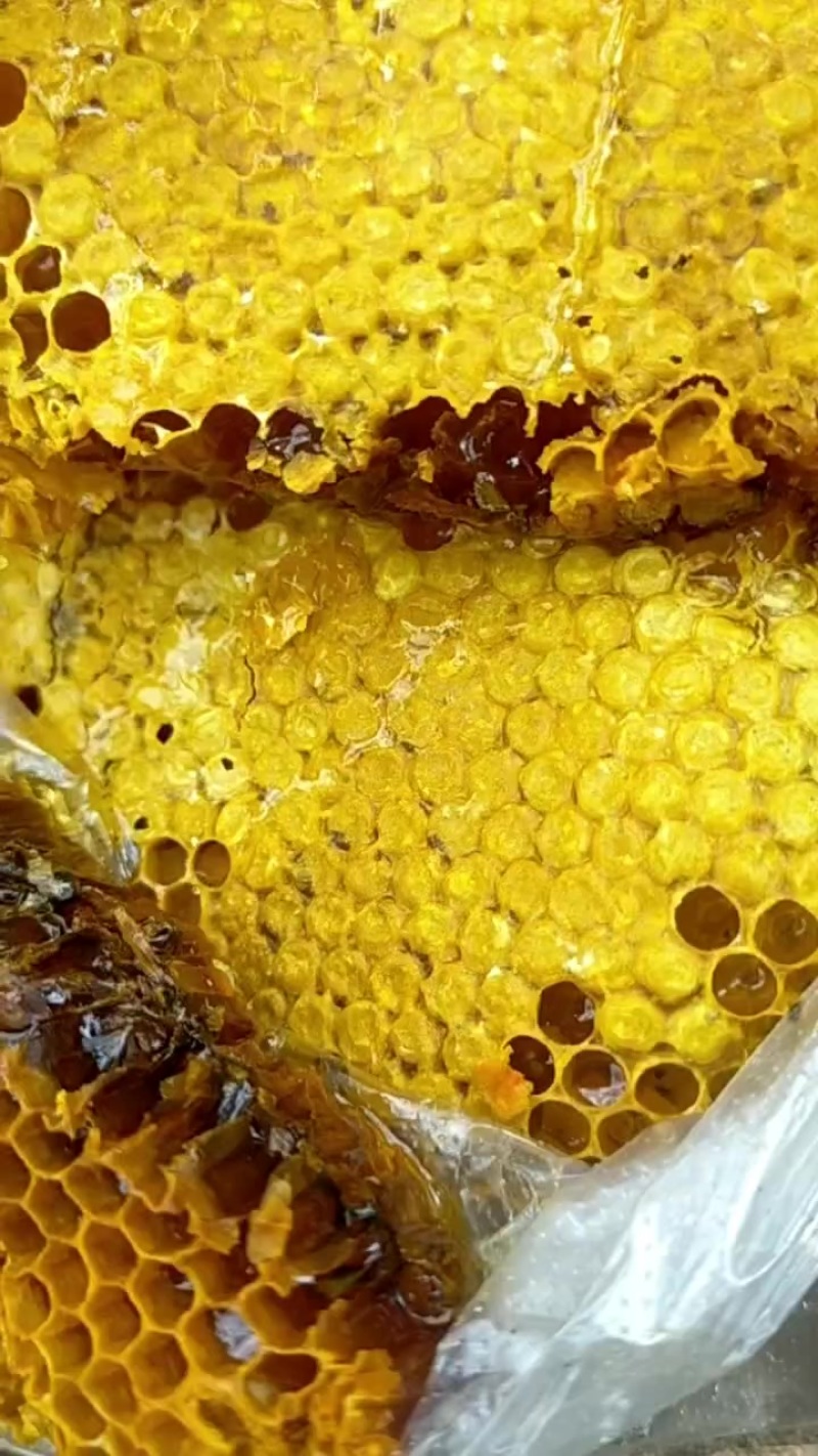 纯野生蜂蜜，年货，年货，不支持带样品过来面谈，，有意者私