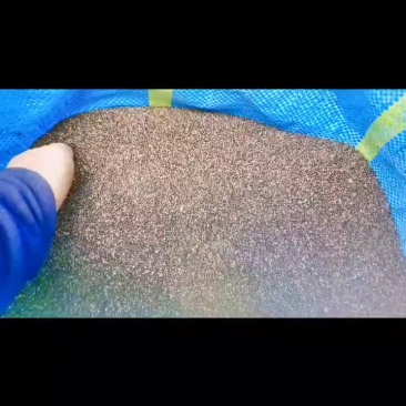 油苏子黑油苏