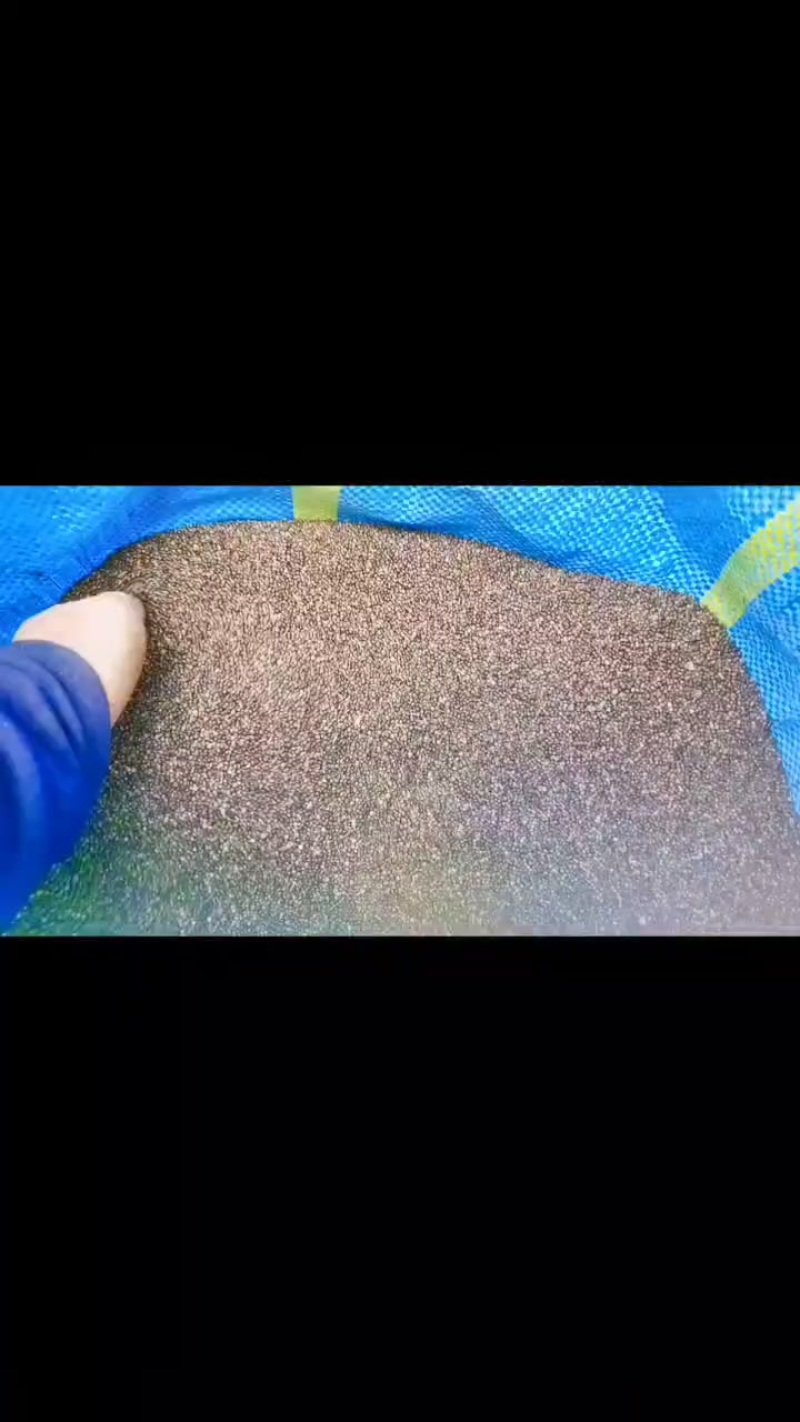油苏子黑油苏