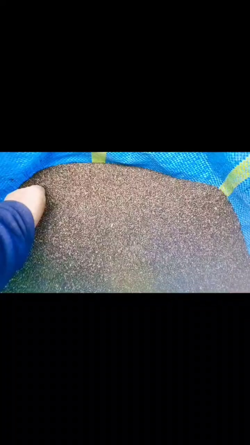 油苏子黑油苏